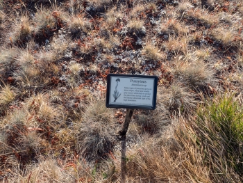 Many little signsp