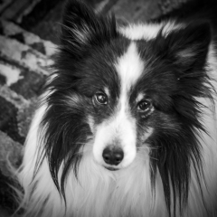 Tippy