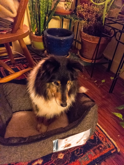 "Nope, I don't like this dog bed."