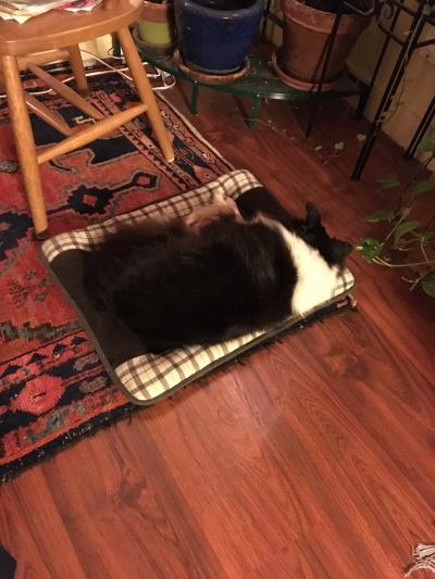Yes, a better dog bed. Found in my closet and dusted off. Maatches her color.g
