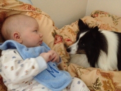 Baby Owen is here. Tippy has never seen a three-year-old or a baby.