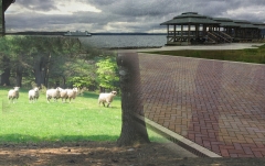 sheep on the outdoor concert dock