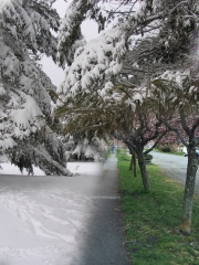 Maine snow on Polk Street