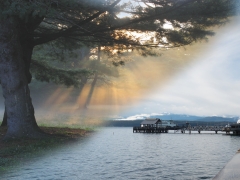tree on the water